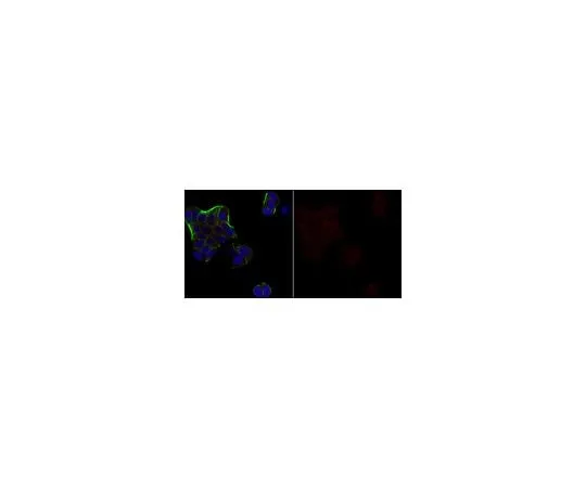 62-8381-91 Anti-Androgen Receptor Antibody, Alexa Fluor(R) 647 Conjugate 06-680-AF647