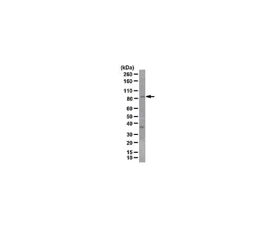 62-8386-31 Anti-FOXO3a/FKHRL1; 100 μg 07-702