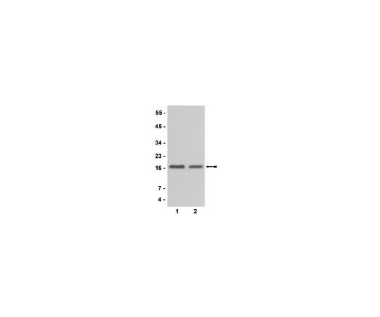 62-8385-73 Anti-CENP-A; 200 μL 07-574