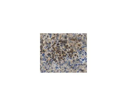 62-8465-96 Anti-CD6 ABN168