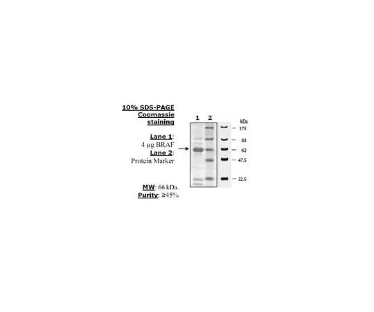 62-8391-58 BRAF 14-530M-D
