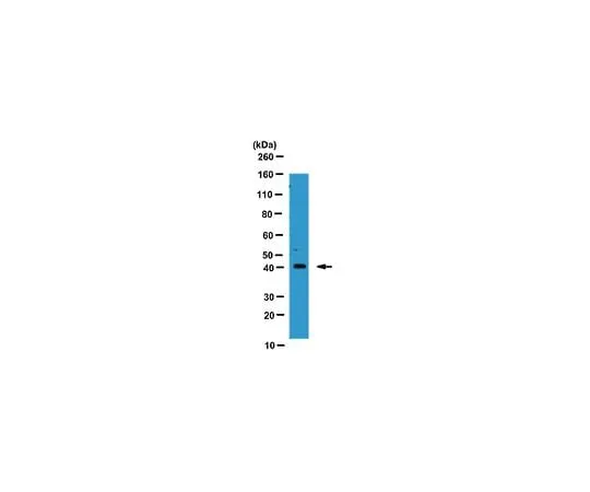 62-8460-98 Anti-Tristetraprolin; 100 μg ABE285