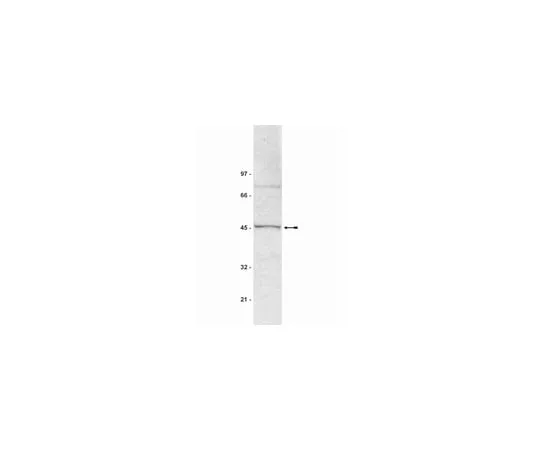 62-8371-99 Anti-SUV39H1, clone MG44; 200 μL 05-615