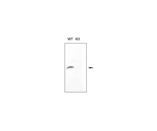 62-8463-51 Anti-Histone H2B type 2-E (H2be) Antibody ABE1384