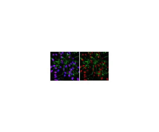 62-8459-38 Anti-IKAROS; 100 μg ABD16