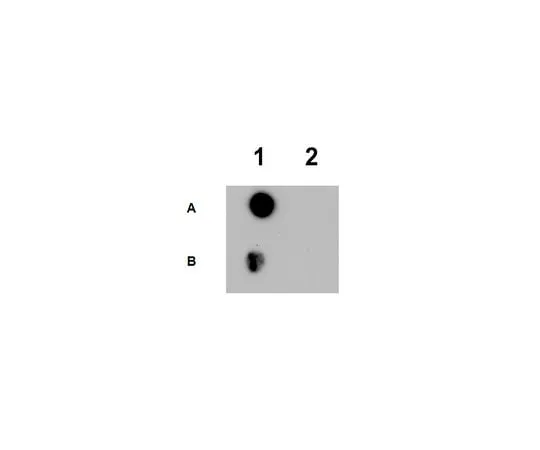62-8461-23 Anti-N-me2H2B ABE353