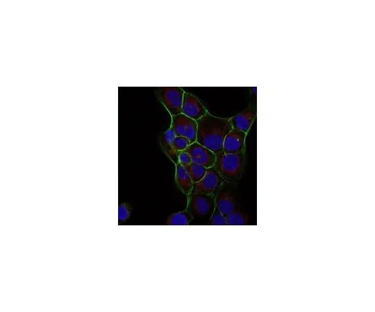 62-8371-54 Anti-Ras Antibody, clone RAS10, Alexa Fluor(R) 647 Conjugate 05-516-AF647