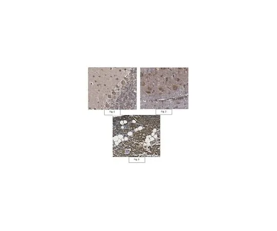 62-8468-01 Anti-TRPA1 Antibody ABN1009