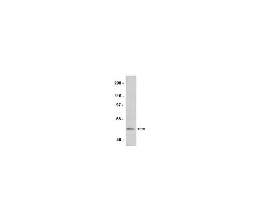 62-8371-97 Anti-phospho-VASP (Ser239), clone 16C2; 100 μg 05-611