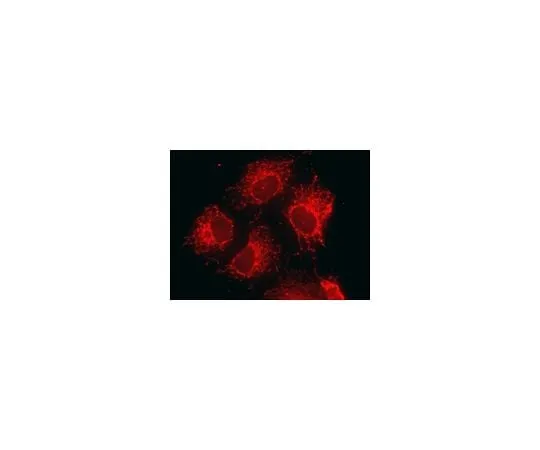 62-8448-23 Anti-Mitochondria; 100 μL AB3598