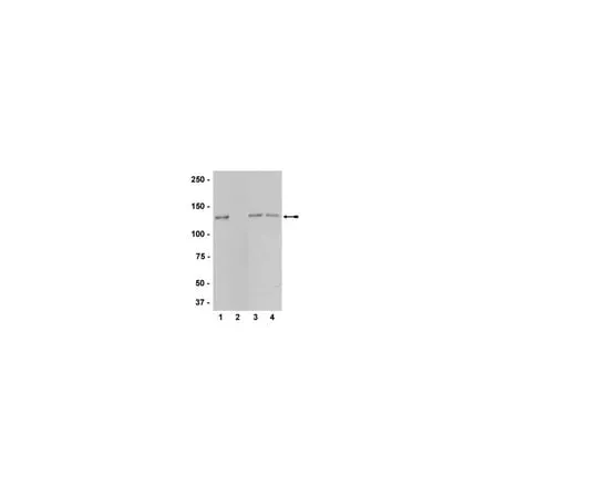 62-8368-70 Anti-phospho-eNOS/NOS III (Thr495); 100 μL 04-811