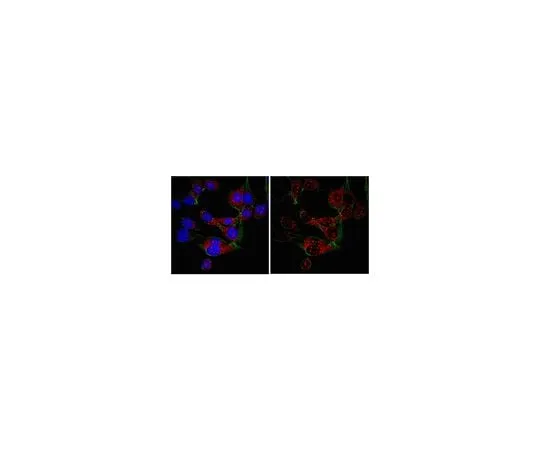 62-8383-33 Anti-SRp30a (SF2); 100 μL 06-1363