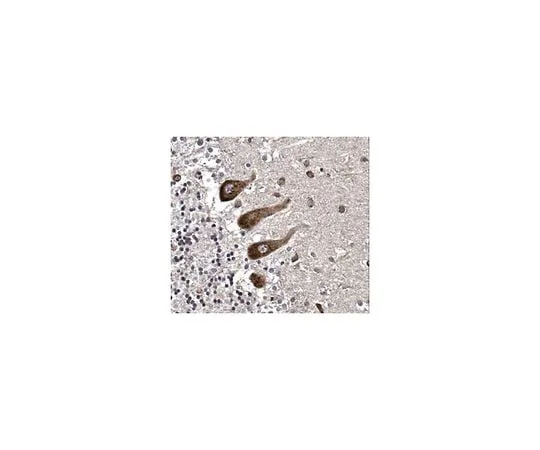 62-8466-62 Anti-BICD2 ABN332