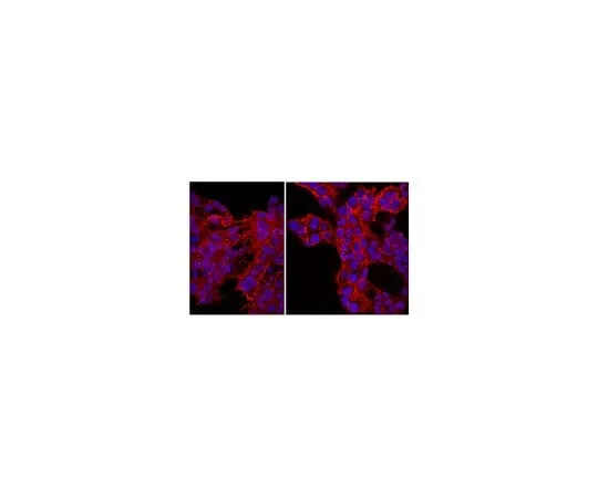 62-8449-70 Anti-NG2 Chondroitin Sulfate Proteoglycan, Cy3 Conjugate; 100 μL AB5320C3