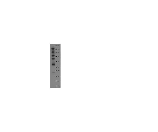 62-8392-83 4G10R Platinum, Anti-Phosphotyrosine, Biotin Conjugate; 100 μL 16-452