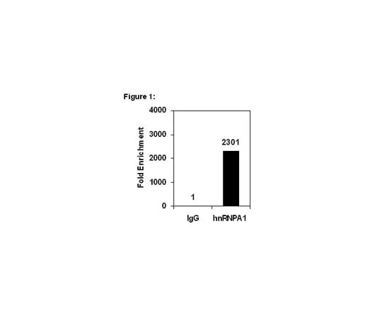 62-8367-53 RIPAb+(TM) hnRNPA1 (M9 Region); 10 assays 03-181