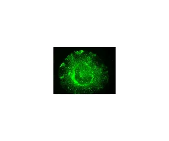 62-8458-28 Anti-NOX4 Antibody Cat. No. ABC459 ABC459