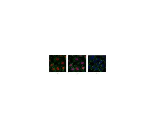 62-8463-32 Anti-Chromobox protein homolog 3 ABE1329