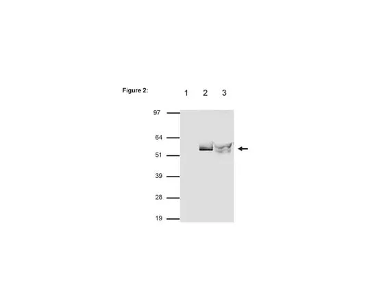 62-8367-45 RIPAb+(TM) p54nrb/NonO; 10 assays 03-113