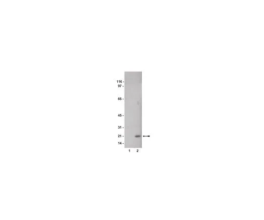 62-8384-43 Anti-phospho-Cofilin 2 (Ser3); 200 μg 07-326
