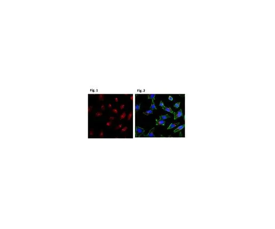 62-8459-06 Anti-LC3-I/II ABC929
