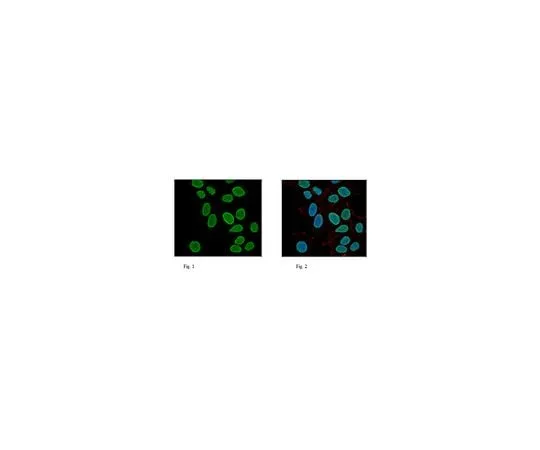 62-8382-06 Anti-Histone H3; 100 μg 06-755
