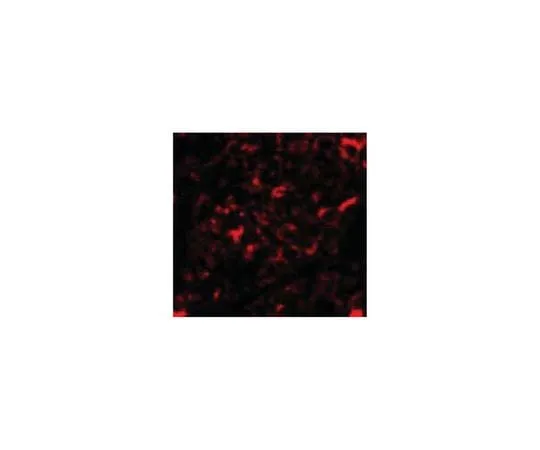 62-8467-34 Anti-NANOS2 ABN466