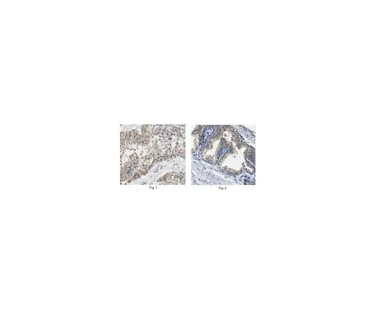 62-8458-60 Anti-BTG3 ABC508