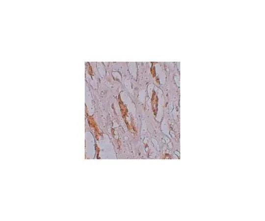 62-8458-96 Anti-ZIP-1 Antibody ABC849 ABC849