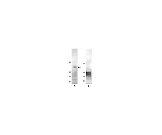 62-8373-50 Anti-Protein C, clone GMA-093; 100 μg 05-878
