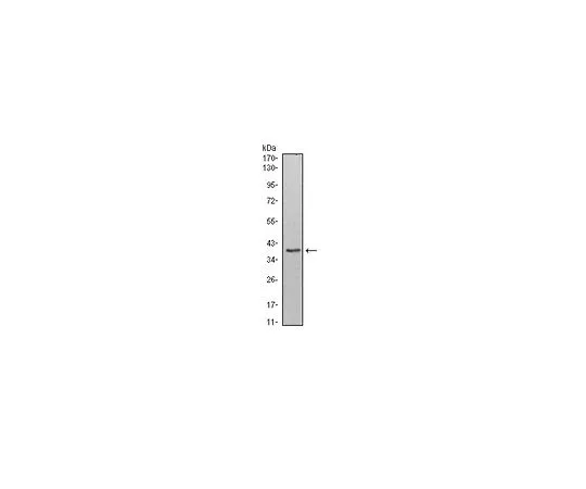 62-8506-32 Anti-WDR5, clone 7B11 MABE428