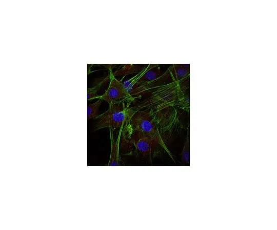 62-8474-08 Anti-Actin Antibody, Alexa Fluor(R) 647 Conjugate ABT1485-AF647