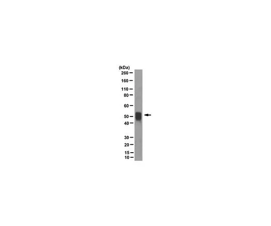 62-8524-25 Anti-CYP2J2 Antibody, clone 6-5-20-8 MABS1242