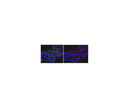 62-8522-25 Anti-Pan-Ras, clone RAS 10; 100 μg MABS195