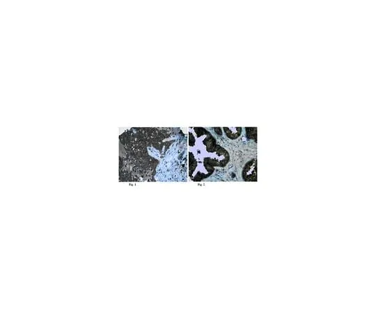 62-8472-41 Anti-Claudin-5; 100 μg ABT45