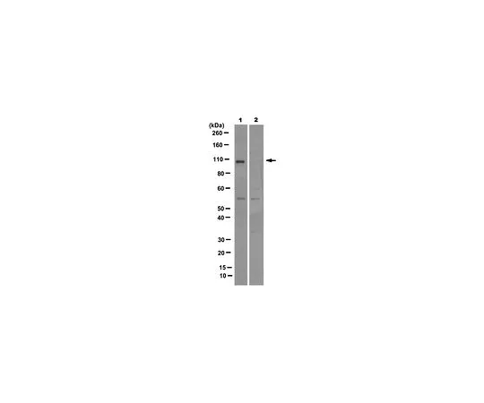 62-8509-43 Anti-SLFN11, clone 4G9 MABF248