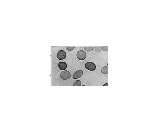 62-8491-18 Anti-Hexokinase Type III, clone C7C3; 100 μL MAB1535