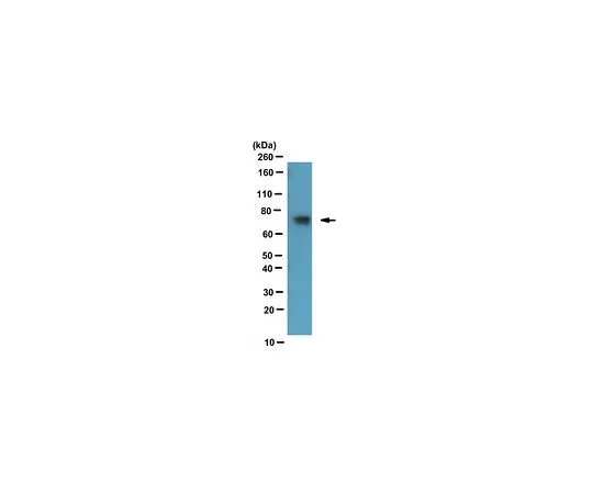 62-8506-47 Anti-TAF15, clone 8TA-2B10 MABE450