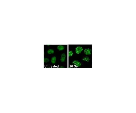62-8495-68 Anti-53BP1, clone BP13; 100 μg MAB3802