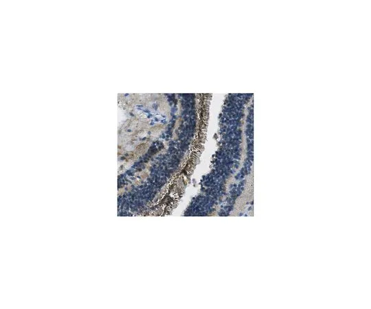 62-8517-22 Anti-ABCA4, clone 5D7.1 MABN287