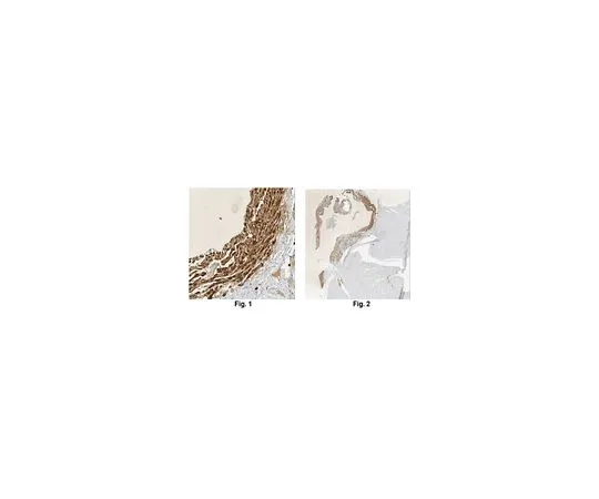 62-8503-64 Anti-Pro-Atrial Natriuretic Peptide Antibody, clone 11E3.9 MABC1032