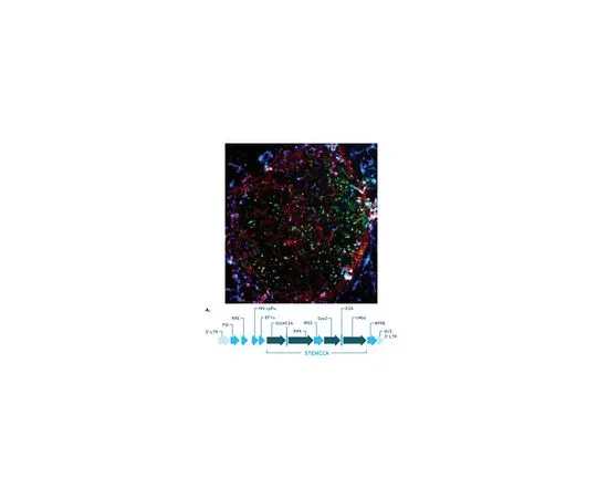 62-8532-96 STEMCCA Cre-Excisable Constitutive Polycistronic (OKSM) Lentivirus Reprogramming Kit; 1 kit SCR531