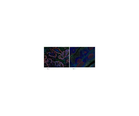 62-8505-73 Anti-PCNA, clone PC10 MABE288