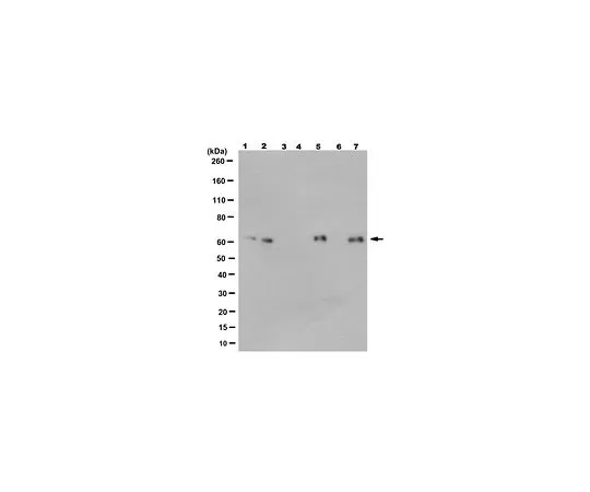 62-8521-06 Anti-Beta-Dystrobrevin Antibody, clone 6B5.1 MABN1611