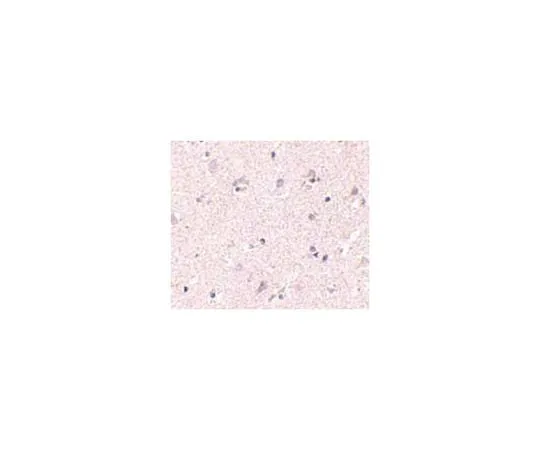 62-8473-72 Anti-NANOS1 ABT337