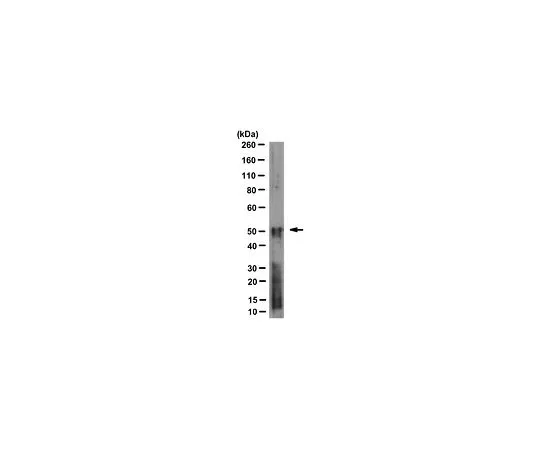 62-8521-21 Anti-Cereblon Antibody, clone 3B12F7 MABN1780