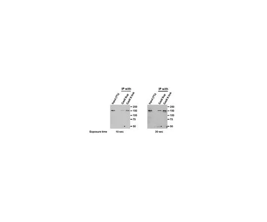 62-8527-39 Anti-Cas9, clone 7A9 MAC133
