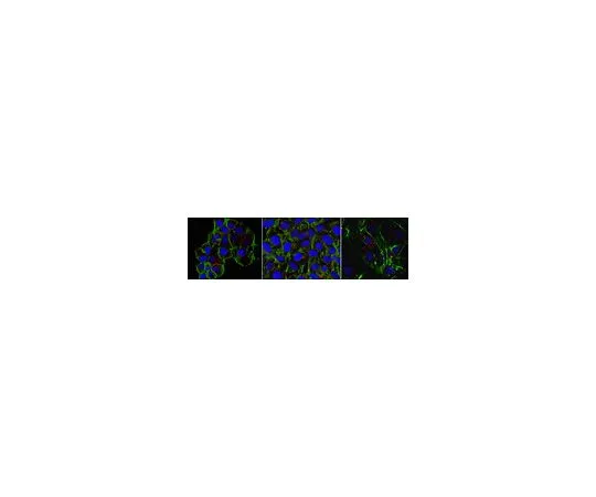 62-8526-99 Anti-beta-Actin Antibody, clone 4C2 MABT825