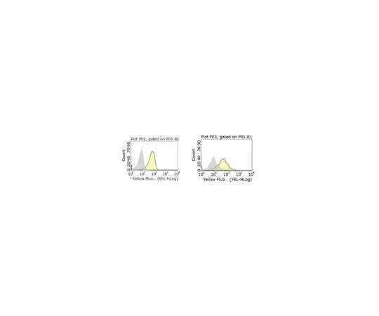 62-8503-44 Anti-CD1d Antibody, clone WTH-1 MABC960