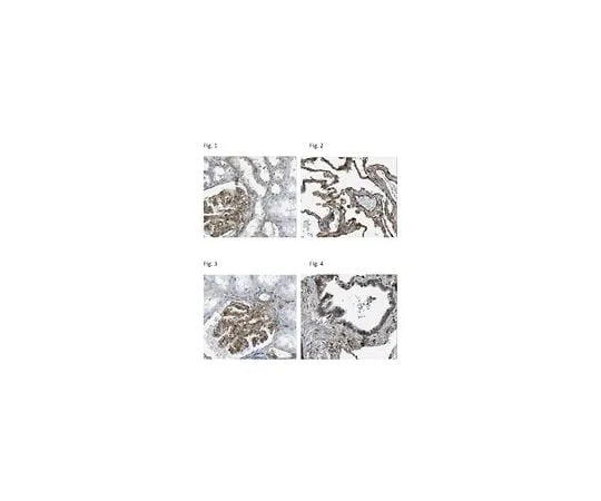 62-8493-54 Anti-Integrin beta1, clone N29; 100 μg MAB2252